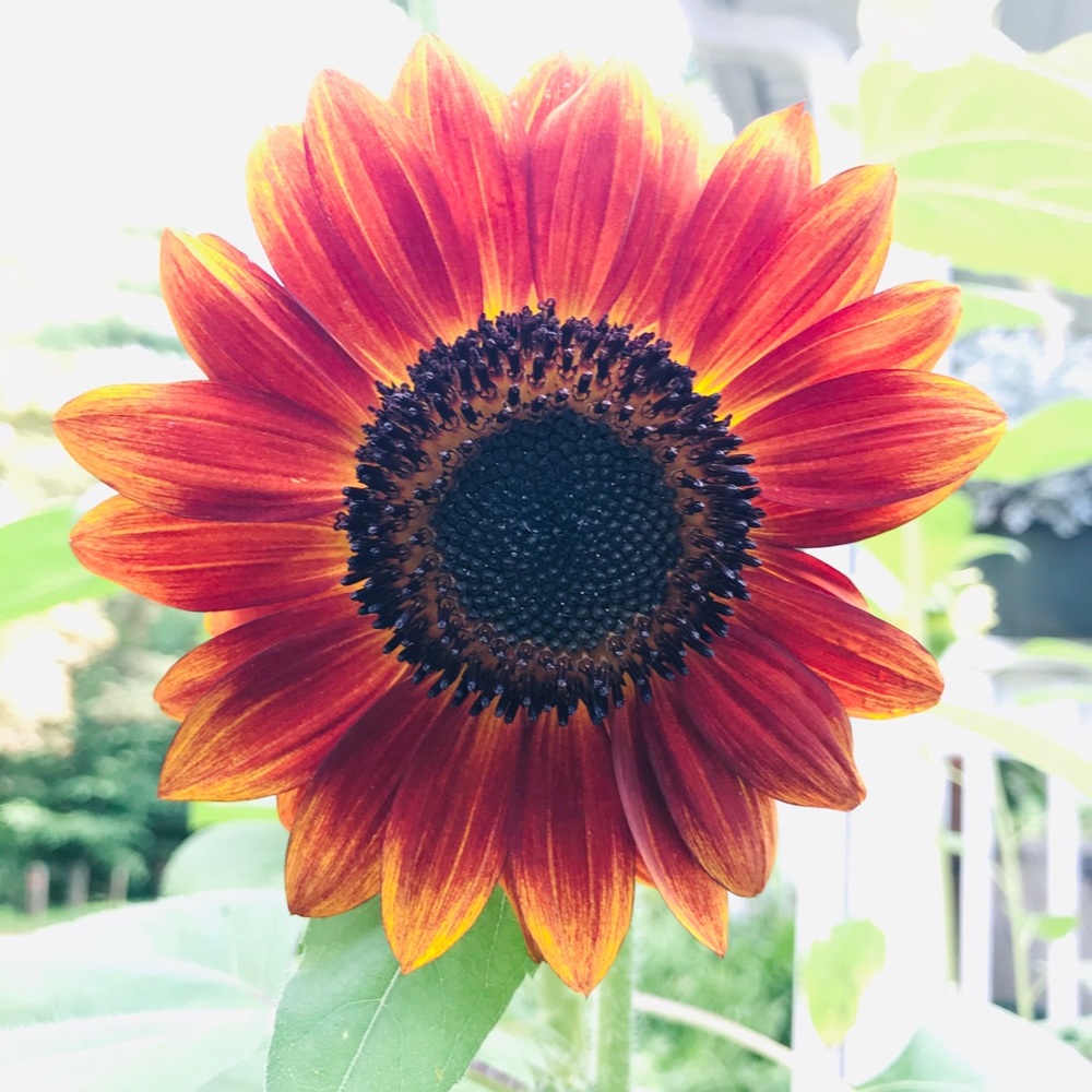 Meet your Posher, Diana